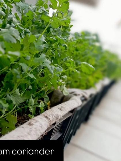 Rows of fresh coriander (dhaniya) growing in planters on the mall's rooftop. It doesn't get more local than this.