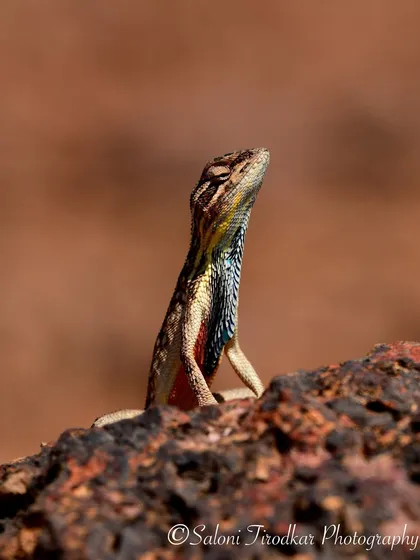 A male Fan-throated Lizard showing off its colorful dewlap. This stunning display is used to attract mates and defend territory, a truly spectacular sight.
