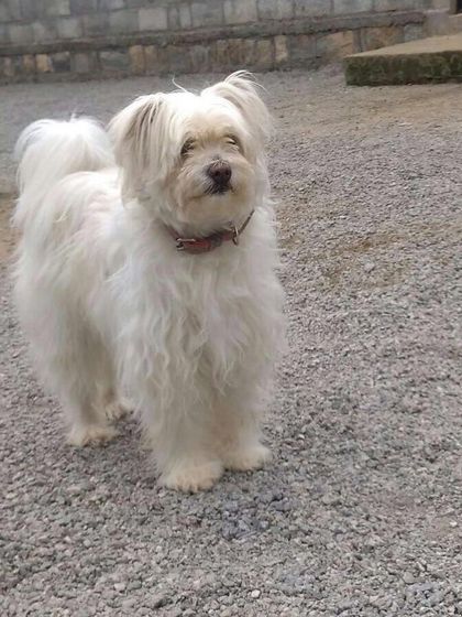 Petboro - Dog Boarding & Daycare Portraits of Our Happy Guests photo 8