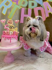 Custom Pet Celebration Cakes