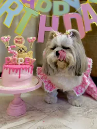 Custom Pet Celebration Cakes