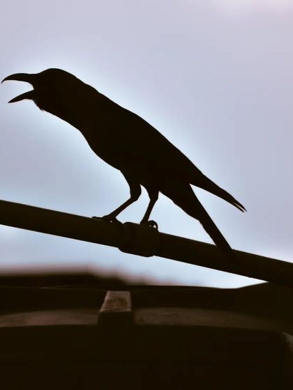 Lalith - Wildlife & Nature Photography Shadows & Silhouettes photo 14