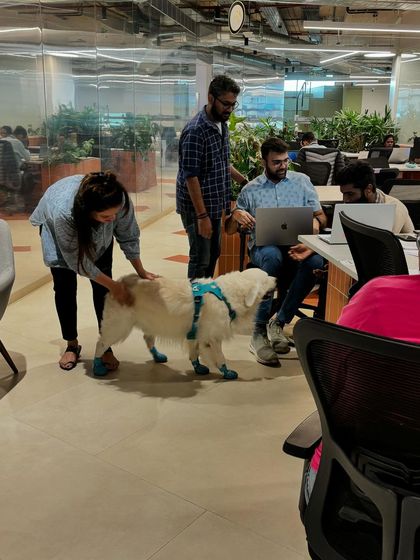 Zoella Dog Training - Puppy Foundation Training Building a Confident, World-Ready Pup photo 7