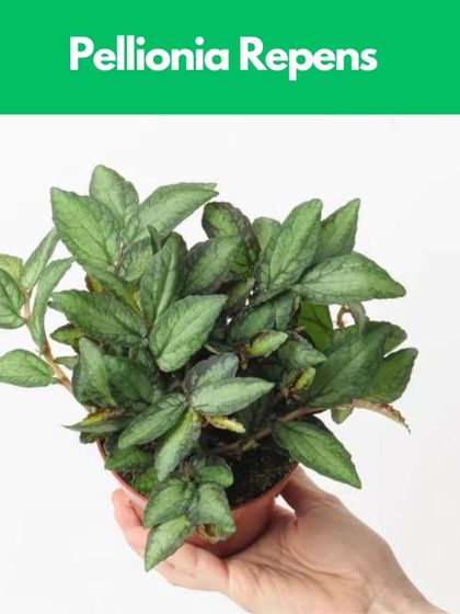 Healing Garden - Terrarium & Miniature Garden Workshops Everything You Need is Included photo 8