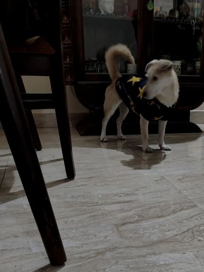 Aditi - In-Home Pet Sitting Meet the Whole Gang photo 16