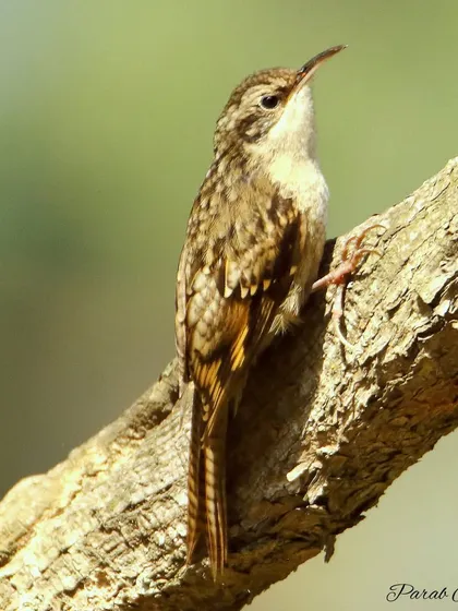 This rear view of the Bar-tailed Treecreeper shows the intricate patterns on its back that help it camouflage against tree bark. It's a master of its environment.