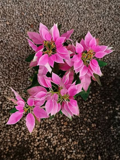 A lovely soft pink Poinsettia, perfect for a more subtle festive decoration.