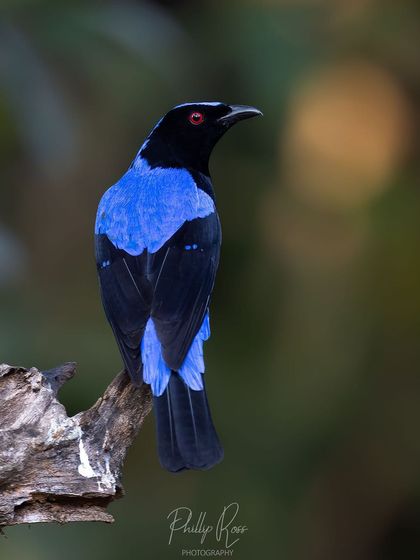 The Asian Fairy-bluebird, photographed in the beautiful forests of Thattekad, Kerala. The male's brilliant blue upperparts make it a truly striking subject.