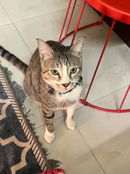 The prettiest boy, Trooper, posing for the camera. He's a regular guest and knows all the best spots in the house.