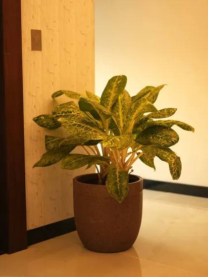 A single Aglaonema plant in a simple brown pot adds a touch of color and life to a quiet hallway corner.