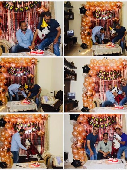 K9 Gurukul - Dog Boarding & Daycare Birthday Paw-ties & Celebrations photo 14