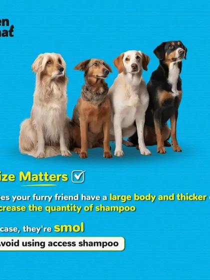 Size matters when it comes to shampoo. We provide tips on how much product to use for your smol or large doggo.