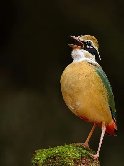 An Indian Pitta calling, its throat puffed out. This is a rare glimpse of this bird's vocal behavior.