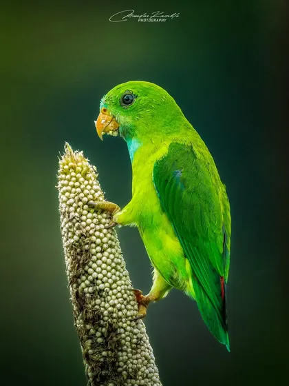 A detailed close-up of a Vernal Hanging Parrot feeding. The dark background makes the vibrant green of the parrot incredibly vivid.