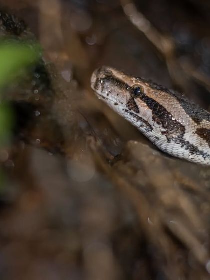 Know Your Snakes: An Educational Guide photo 13