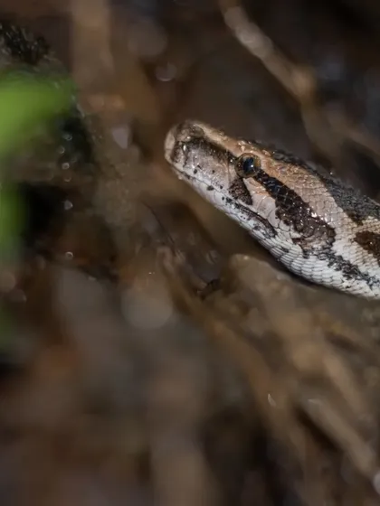 A close-up of an Indian Rock Python's head, showing the detail in its scales and its watchful eye. These gentle giants are a protected species, and photographing them is always a privilege.