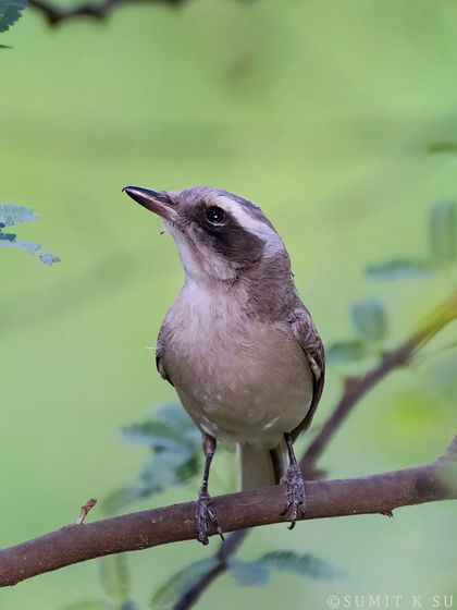 A closer portrait of the Common Woodshrike, highlighting its characteristic "mask" and strong beak.