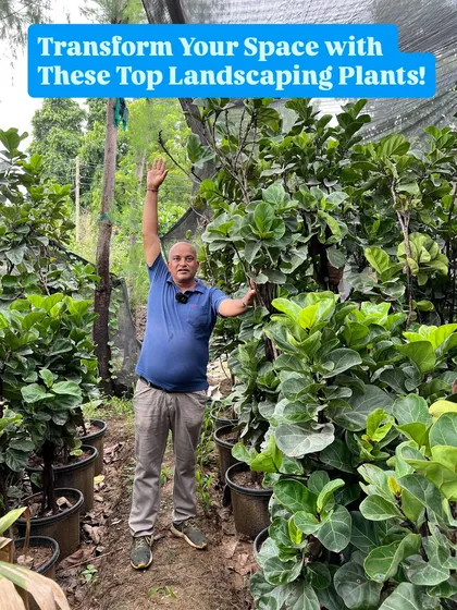 We can help you transform any space with our top landscaping plants. Here I am with our collection of large Fiddle Leaf Fig trees, ready to bring a touch of green luxury to your office or home.