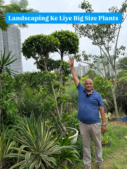 I am showcasing some of our big-size plants perfect for landscaping, including this shaped Ficus topiary and a variegated Agave.