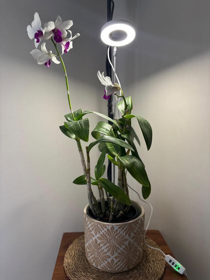 Orchids can seem intimidating, but they are so worth it. This client is using a small grow light to give their Dendrobium orchid the extra boost it needs to produce these incredible white and purple flowers.
