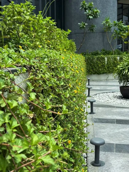 A detail of the softened green edges in the 'Stripe Play' plaza. A low hedge of flowering shrubs is bordered by small path lights, adding a layer of texture and light at a human scale.