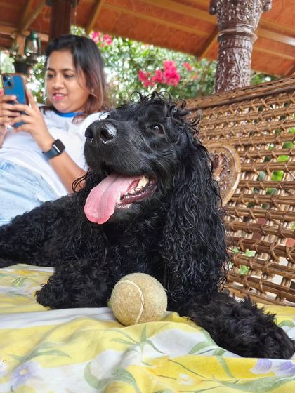 Poochkoo Mutts & Nutts - Dog-Friendly Cafe & Events Training, Boarding & Wellness photo 5