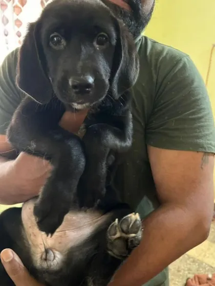 ADOPTED! This adorable 2-month-old black female puppy has found her forever home. Thank you for sharing and helping.