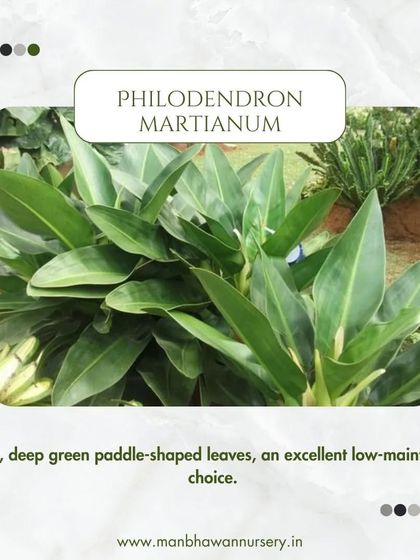 The Philodendron Martianum has glossy, deep green paddle-shaped leaves. It's an excellent low-maintenance choice for those who want a big impact with little fuss.