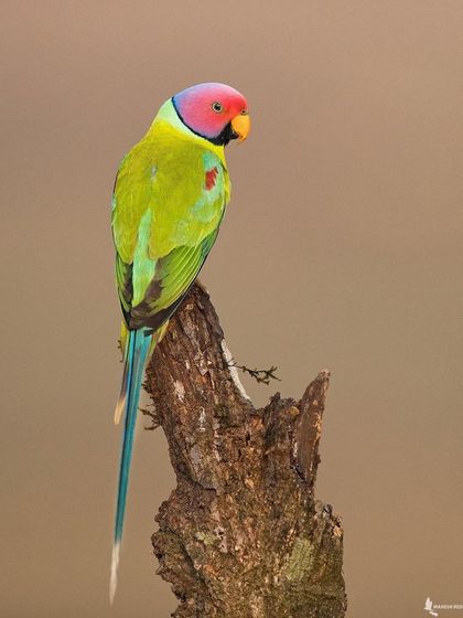 A portrait of a male Plum-headed Parakeet on a simple perch, allowing its incredible colors to be the star of the show.