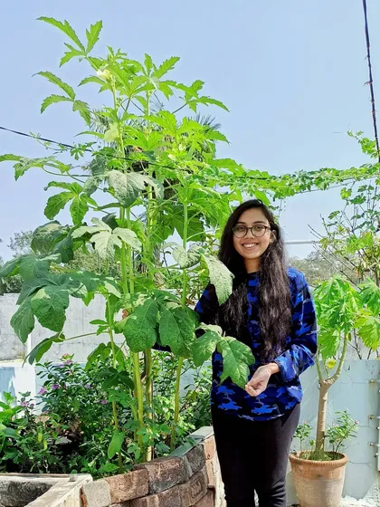 It's an amazing feeling when your plant babies grow taller than you. This is my 'Star of David Okra' plant, thriving in a raised bed on my terrace. I'll help you choose the right plants for your space and watch them flourish.