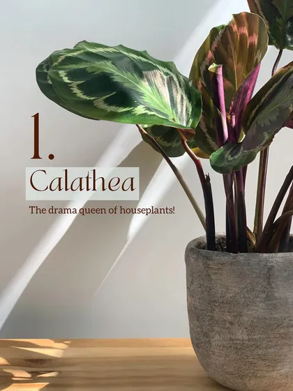 Calatheas are known as the drama queens of houseplants for a reason. Delhi's dry air and temperature swings make them incredibly moody, often resulting in brown edges and curled leaves even with the best intentions.