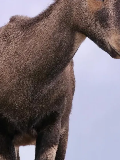 A male Tahr, possibly a sentinel, keeps a lookout as its herd grazes. Their population is estimated at no more than 3000 individuals, making every sighting precious.