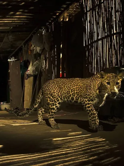This leopard, nicknamed the 'House Cat', confidently navigates the covered porch of a home in Mumbai. This award-winning photograph shows just how adapted these big cats have become, treating the spaces we build as part of their extended territory.