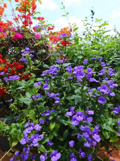 A close-up of the colorful blooms on the terrace, with purple blue daze in the foreground and bright orange and pink bougainvillea behind it. This shows the density of flowers I can achieve in containers.