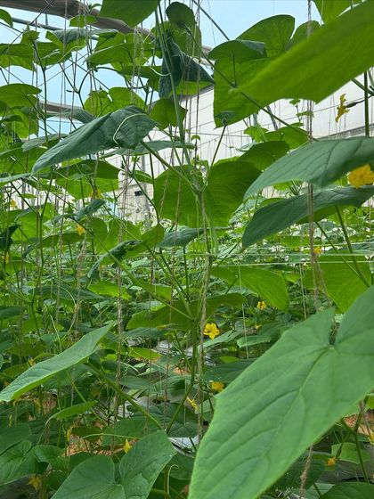 A view from inside our gherkin patch, with the large, healthy leaves and yellow flowers promising a great harvest. Can you almost hear the crunch?