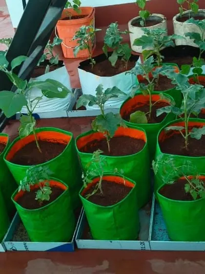 Imagine stepping out onto your terrace to pick fresh, organic vegetables for your meal. I set up these vegetable patches using convenient and efficient grow bags, making it easy for you to enjoy healthy, homegrown produce.