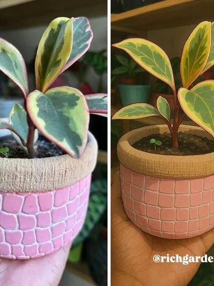 This is a fun comparison of a real Peperomia plant in a pink textured pot next to its Ghibli-style illustration. It shows how even a simple potted plant can be a source of artistic inspiration.