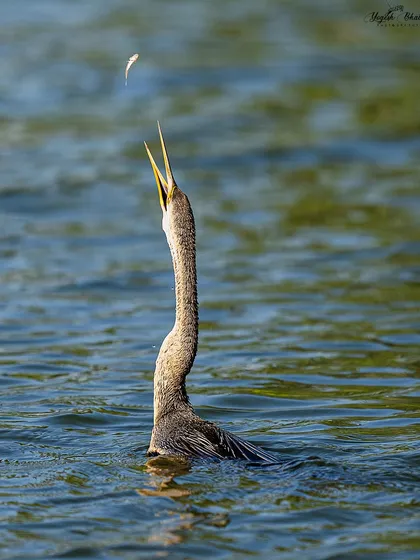 The Toss. A darter bird tosses a fish into the air before swallowing it. You have to be attentive to freeze such moments. My Sony Alpha 1's 30 fps burst ensures I capture the peak of the action with perfect precision.
