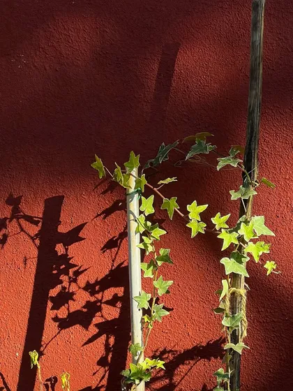 A study in color and light. The contrast between the red wall, the green leaves, and the dark shadows makes for a striking composition.