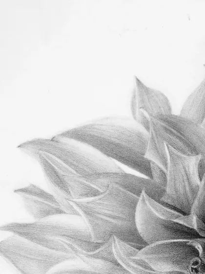 A detail shot of the outer petals of the dahlia.