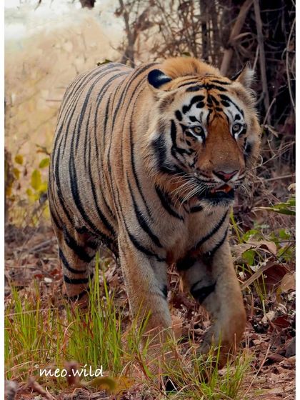 Here, a tiger emerges from the thick undergrowth, the morning light catching its fur. These moments of reveal are always exciting, as the king of the jungle steps out from the shadows.