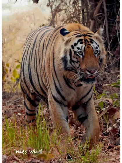 Here, a tiger emerges from the thick undergrowth, the morning light catching its fur. These moments of reveal are always exciting, as the king of the jungle steps out from the shadows.