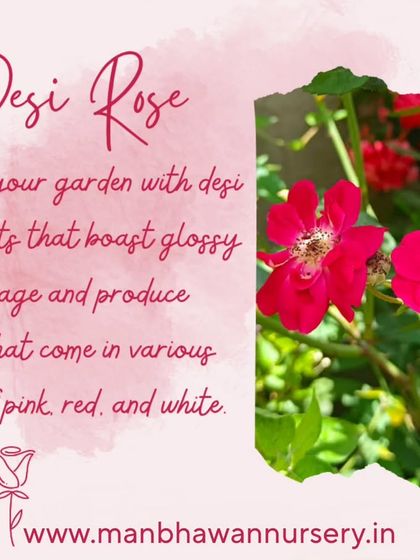 Enhance your garden with our Desi Rose plants. They boast glossy green foliage and produce beautiful flowers in various shades of pink, red, and white, bringing a traditional touch to your garden.