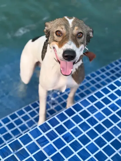 This is the look of pure, unfiltered joy. Our splash pool is a favorite spot for dogs to cool off, get some great exercise, and just have a blast. We make sure every swim, whether it's their first or their hundredth, is a safe and happy one.