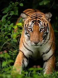 Wildlife Image Licensing
