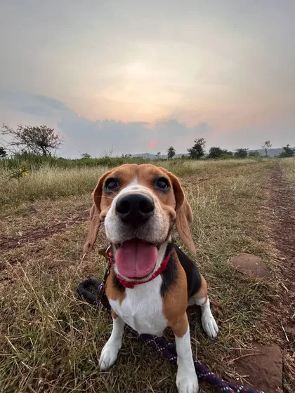 A wide-angle shot of a happy beagle on a trail, capturing the freedom and fun of our outdoor sessions.