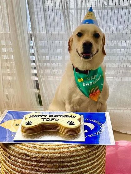 A happy smile from Tofu the birthday boy. Our cakes are baked fresh for every order to ensure maximum deliciousness.