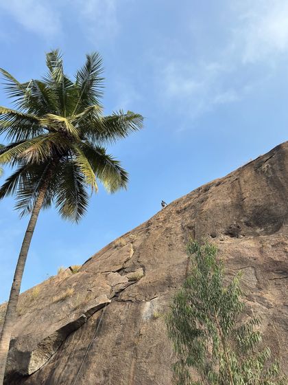A wider view of the 'Prema’s chapathi dough' route, showing the climber against the vast rock face and a classic Ramanagara coconut tree.