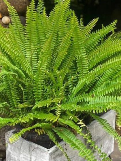 Rakshith Landscaping - Landscape Design & Installation Plant & Tree Supply photo 38