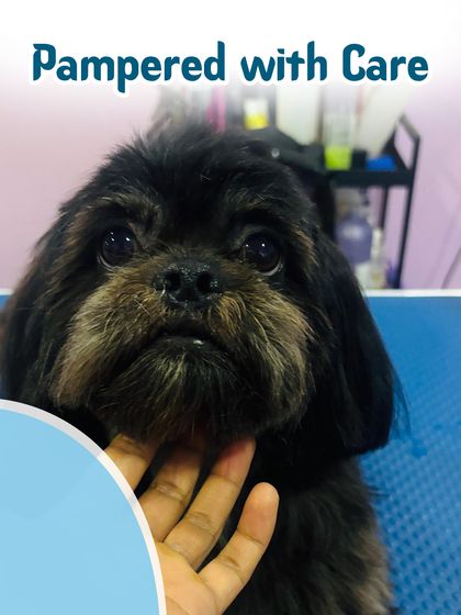 Augie Pets - Pet Grooming Services Grooming Glow-Ups: Before & After photo 5